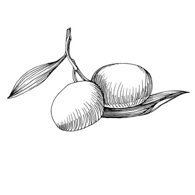 Zeytin eskiz elemanı. Zeytin dalları izole edilmiş. Arkaplan, doku, ambalaj deseni, çerçeve veya kenar çizimi için vektör el.