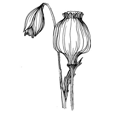 Maquis çiçeği. Gelincik çiçekli botanik çiçeği. İzole illüstrasyon elementi. Arkaplan, doku, ambalaj deseni, çerçeve veya kenar çizimi için vektör el.