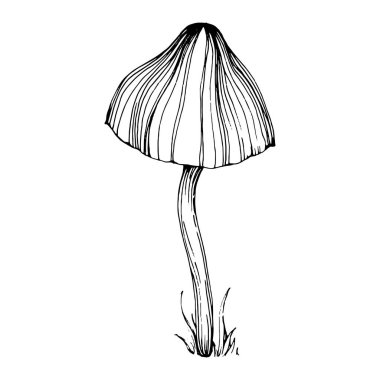 Logo için mantar çizimi. Mantar dövmesi sanat tarzında detaylı. Beyaz arka planda siyah beyaz klipsli sanat. Antika vintage gravür çizimi.