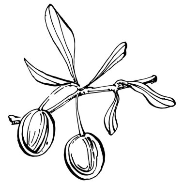 Zeytin ana hatları, beyaz arka planda izole edilmiş zeytin dalları, yapraklar, zeytinler, vektör siyah ve beyaz