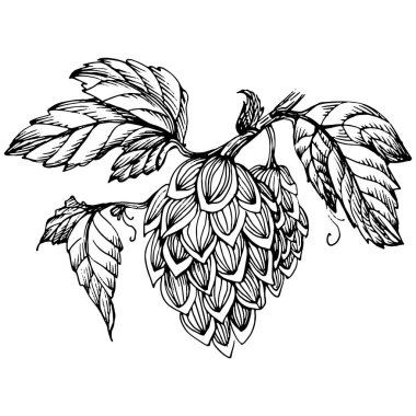 Zıplayan bitki el, klasik klipsli resim çiziyor. Humulus logosu ya da dövmesi sanat tarzında detaylı. Siyah ve beyaz izole edilmiş. Amblem için antika vintage gravür