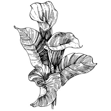Elle çizilmiş tropik çiçek kallası. Lilium çiçek logosu ya da dövmesi sanat tarzında detaylı. Siyah beyaz klip sanatı izole edildi. Amblem için antika vintage gravür.
