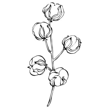 Pamuk çiçeği. Çiçekli botanik çiçeği. İzole illüstrasyon elementi. Arkaplan, doku, ambalaj deseni, çerçeve veya kenar çizimi için vektör el.