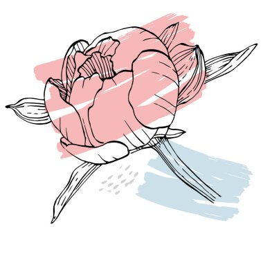 Şakayık çiçeği. Çiçekli botanik çiçeği. İzole illüstrasyon elementi. Arkaplan, doku, ambalaj deseni, çerçeve veya kenar çizimi için vektör el.