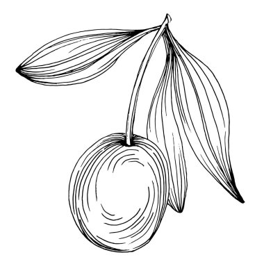 Zeytin eskiz elemanı. Zeytin dalları izole edilmiş. Arkaplan, doku, ambalaj deseni, çerçeve veya kenar çizimi için vektör el.