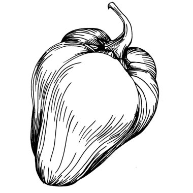 Biber sebzeleri taslak vektör çizimi. İşlemeli stil. Tarım piyasasında ürün. Tasarım menüsü, etiket, rozet, pankart ve tanıtım için en iyi yer. 