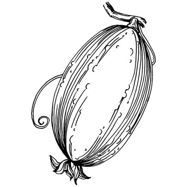 Salatalık sebzeleri taslak vektör çizimi. İşlemeli stil. Tarım piyasasında ürün. Tasarım menüsü, etiket, rozet, pankart ve tanıtım için en iyi yer. 