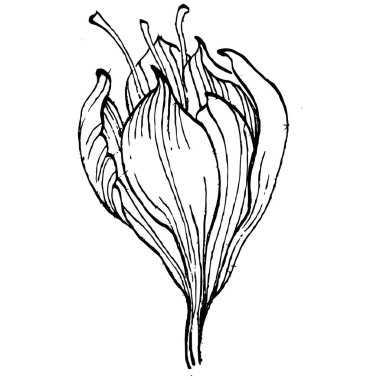 Crocus çiçek vektörü çizimi beyaz arka planda izole edilmiş, safran çizgisi sanatı. Siyah çizgili şirin bir çiçek ve beyaz arka planda beyaz bir uçak..