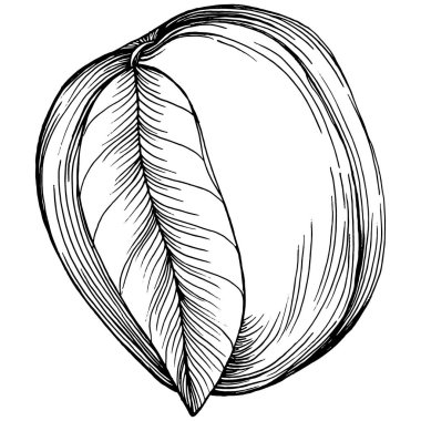 Şeftali eskiz vektörü izole edildi. El çizimi illüstrasyon meyvesi. Yaz yemekleri oymalı eski moda. Detaylı vejetaryen eskizi. Tasarım logonuz için harika, amblem, etiket, poster, baskı, menü