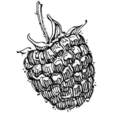 Ahududu izole vektör çizimi. Organik yağ oymalı taslak. Güzellik ve kaplıca, kozmetik malzeme. Etiket, poster, broşür, ambalaj için harika