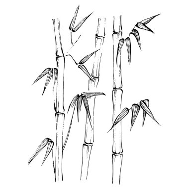 Elle çizilmiş bambu bitkisi. Çiçek dövmesi sanat tarzında detaylı. Beyaz arka planda siyah beyaz klipsli sanat. Antika vintage gravür çizimi.