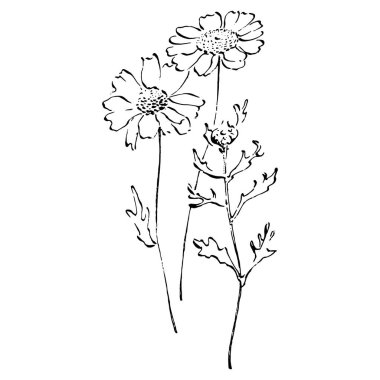 Papatya çayı elle çizilmiş. Daisy tekerleği