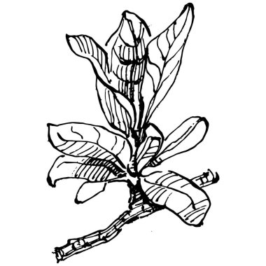 Yabanmersinli el klasik klipsli resim çiziyor. Sanat tarzında detaylandırılmış böğürtlen logosu ya da dövme. Siyah ve beyaz izole edilmiş. Amblem için antika vintage gravür