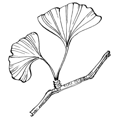Ginkgo bitkisi elle çizilmiş. Çiçek dövmesi sanat tarzında detaylı. Beyaz arka planda siyah beyaz klipsli sanat. Logo için antika vintage oyma çizimi