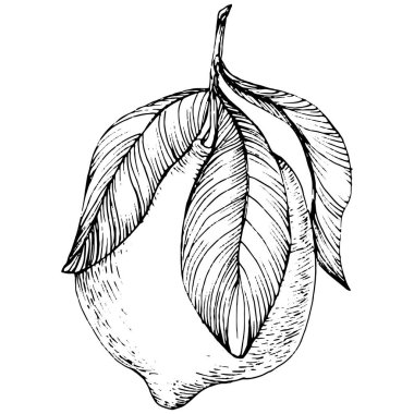 Lemon beyaz arka planda izole edilmiş. Organik yağ oymalı taslak. Güzellik ve kaplıca, kozmetik malzeme. Etiket, poster, broşür, ambalaj için harika