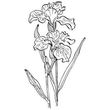 Çiçek açar. Çiçekli botanik çiçeği. İzole illüstrasyon elementi. Arkaplan, doku, ambalaj deseni, çerçeve veya kenar çizimi için vektör el.