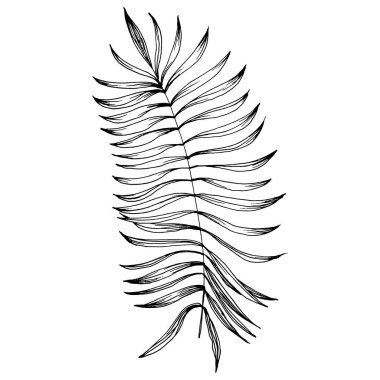 Egzotik tropikal Hawaii yazı. Palm Beach ormanı botanik yaprakları. Siyah beyaz işlemeli mürekkep sanatı. Yaprak bitkisi, botanik bahçesi çiçek yaprakları. İzole edilmiş yaprak illüstrasyon ögesi.