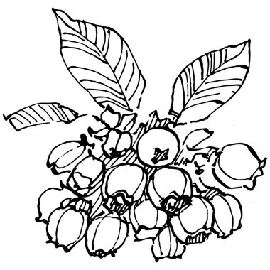 Yabanmersinli el klasik klipsli resim çiziyor. Sanat tarzında detaylandırılmış böğürtlen logosu ya da dövme. Siyah ve beyaz izole edilmiş. Amblem için antika vintage gravür