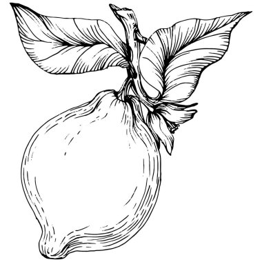 Lemon beyaz arka planda izole edilmiş. Organik yağ oymalı taslak. Güzellik ve kaplıca, kozmetik malzeme. Etiket, poster, broşür, ambalaj için harika