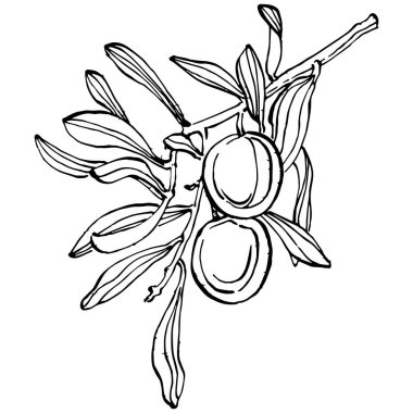 Zeytin ana hatları, beyaz arka planda izole edilmiş zeytin dalları, yapraklar, zeytinler, vektör siyah ve beyaz