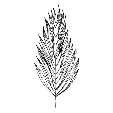 Tropik palmiye yaprakları. Egzotik botanik çiçeği. İzole illüstrasyon elementi. Arkaplan, doku, ambalaj deseni, çerçeve veya kenar çizimi için vektör el.