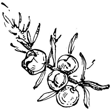 Juniper vektör çizimi. Böğürtlen dalında izole edilmiş eski bir illüstrasyon. Organik yağ oymalı taslak. Güzellik ve kaplıca, kozmetik malzeme. Etiket, poster, broşür, paket için harika