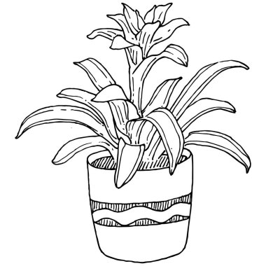 Saksıdaki Ev Bitkisi skeci. İç mekan ya da ofis dekorasyonu için bir asma fabrikada çiçek yetiştirmenin izole bir çizimini yapın. Bahçe çiçeklerinin taşıyıcısı.