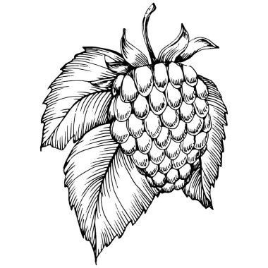 Ahududu izole vektör çizimi. Organik yağ oymalı taslak. Güzellik ve kaplıca, kozmetik malzeme. Etiket, poster, broşür, ambalaj için harika