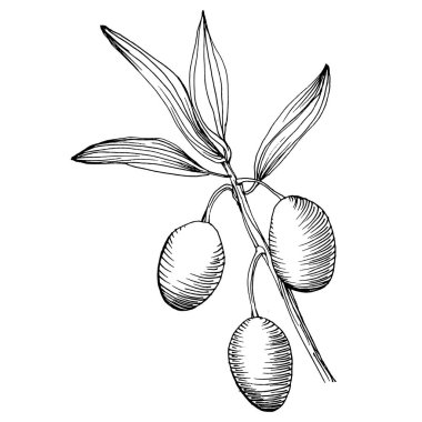 Zeytin eskiz elemanı. Zeytin dalları izole edilmiş. Arkaplan, doku, ambalaj deseni, çerçeve veya kenar çizimi için vektör el.