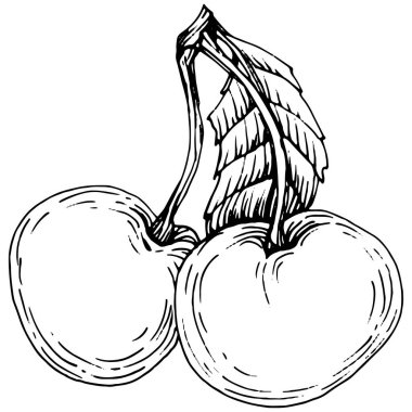 Kirazlı el klasik klipsli resim. Sanat tarzında detaylandırılmış böğürtlen logosu ya da dövme. Siyah ve beyaz izole edilmiş. Amblem için antika vintage gravür