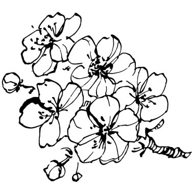 Kirazlı el klasik klipsli resim. Sanat tarzında detaylandırılmış böğürtlen logosu ya da dövme. Siyah ve beyaz izole edilmiş. Amblem için antika vintage gravür