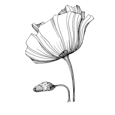 Manolya çiçeği. Çiçekli botanik çiçeği. İzole illüstrasyon elementi. Arkaplan, doku, ambalaj deseni, çerçeve veya kenar çizimi için vektör el.