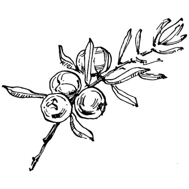 Juniper vektör çizimi. Böğürtlen dalında izole edilmiş eski bir illüstrasyon. Organik yağ oymalı taslak. Güzellik ve kaplıca, kozmetik malzeme. Etiket, poster, broşür, paket için harika