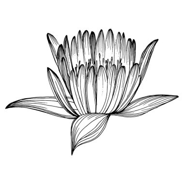 Nilüfer çiçeği. Çiçekli botanik çiçeği. İzole illüstrasyon elementi. Arkaplan, doku, ambalaj deseni, çerçeve veya kenar çizimi için vektör el.