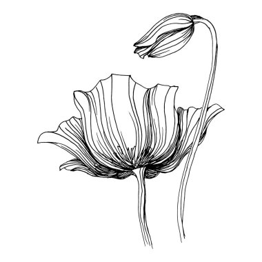Manolya çiçeği. Çiçekli botanik çiçeği. İzole illüstrasyon elementi. Arkaplan, doku, ambalaj deseni, çerçeve veya kenar çizimi için vektör el.