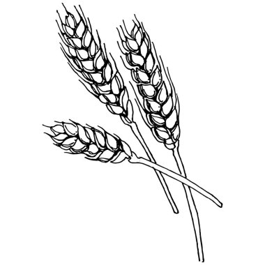 Buğday kulaklı el çizimleri. Korunma ve güvenliğin eski bir sembolü. Kütük için antik vintage oyma çizimi