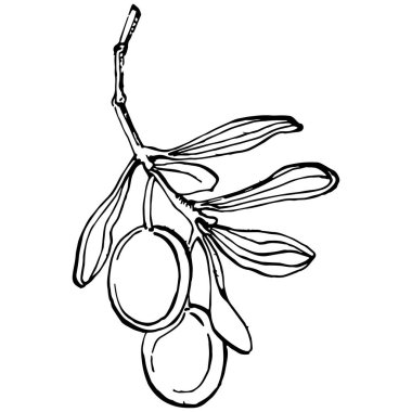 Zeytin ana hatları, beyaz arka planda izole edilmiş zeytin dalları, yapraklar, zeytinler, vektör siyah ve beyaz