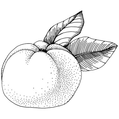 Mandarin Sketch Turunçgil Meyve Dekorasyonu. El yapımı Portakal Botanik Çizimleri. Beyaz arka planda izole edilmiş siyah beyaz çizgili sanat eserleri. 