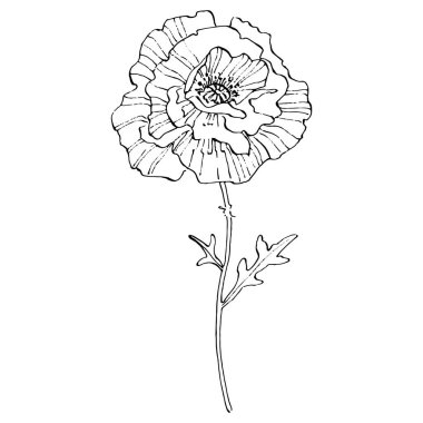 Haşhaş çiçeği. Çiçekli botanik çiçeği. İzole illüstrasyon elementi. Arkaplan, doku, ambalaj deseni, çerçeve veya kenar çizimi için vektör el.