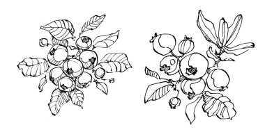 Yabanmersinli el klasik klipsli resim çiziyor. Sanat tarzında detaylandırılmış böğürtlen logosu ya da dövme. Siyah ve beyaz izole edilmiş. Amblem için antika vintage gravür