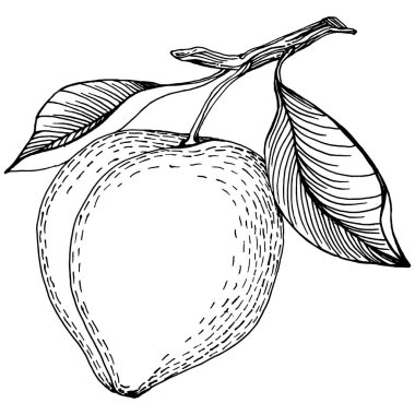 Şeftali eskiz vektörü izole edildi. El çizimi illüstrasyon meyvesi. Yaz yemekleri oymalı eski moda. Detaylı vejetaryen eskizi. Tasarım logonuz için harika, amblem, etiket, poster, baskı, menü