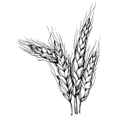 Buğday kulaklı el çizimleri. Korunma ve güvenliğin eski bir sembolü. Kütük için antik vintage oyma çizimi