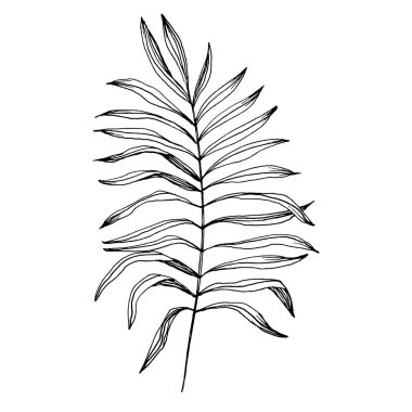 Tropik egzotik yapraklar. Çiçekli botanik çiçeği. İzole illüstrasyon elementi. Arkaplan, doku, ambalaj deseni, çerçeve veya kenar çizimi için vektör el.