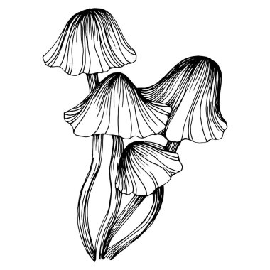 Logo için mantar çizimi. Mantar dövmesi sanat tarzında detaylı. Beyaz arka planda siyah beyaz klipsli sanat. Antika vintage gravür çizimi.