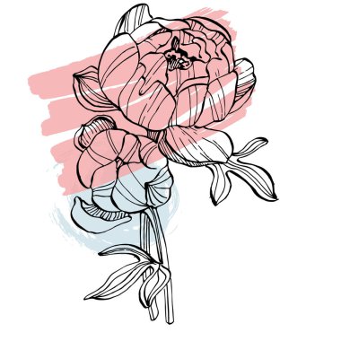 Şakayık çiçeği. Çiçekli botanik çiçeği. İzole illüstrasyon elementi. Arkaplan, doku, ambalaj deseni, çerçeve veya kenar çizimi için vektör el.