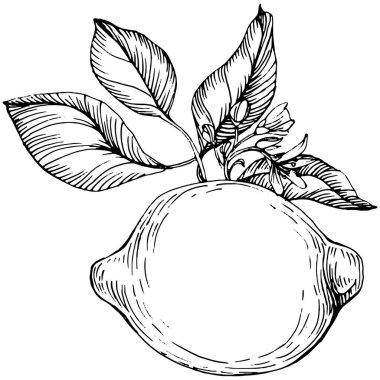 Lemon beyaz arka planda izole edilmiş. Organik yağ oymalı taslak. Güzellik ve kaplıca, kozmetik malzeme. Etiket, poster, broşür, ambalaj için harika