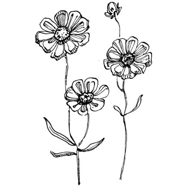 Kozmos el çizimiyle çiçek açar. Kozmos çiçeği logosu ya da sanat tarzında detaylı bir dövme. Siyah beyaz klip sanatı izole edildi. Amblem için antika vintage gravür. Bitkisel ilaçlar.