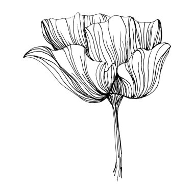 Maquis çiçeği. Gelincik çiçekli botanik çiçeği. İzole illüstrasyon elementi. Arkaplan, doku, ambalaj deseni, çerçeve veya kenar çizimi için vektör el.