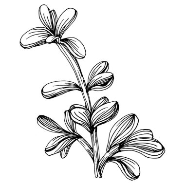 Lezzetli bir çiçek. Bitki bitkileri botanik kaktüsleri. İzole illüstrasyon elementi. Arkaplan, doku, ambalaj deseni, çerçeve veya kenar çizimi için vektör el.