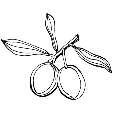 Zeytin ana hatları, beyaz arka planda izole edilmiş zeytin dalları, yapraklar, zeytinler, vektör siyah ve beyaz